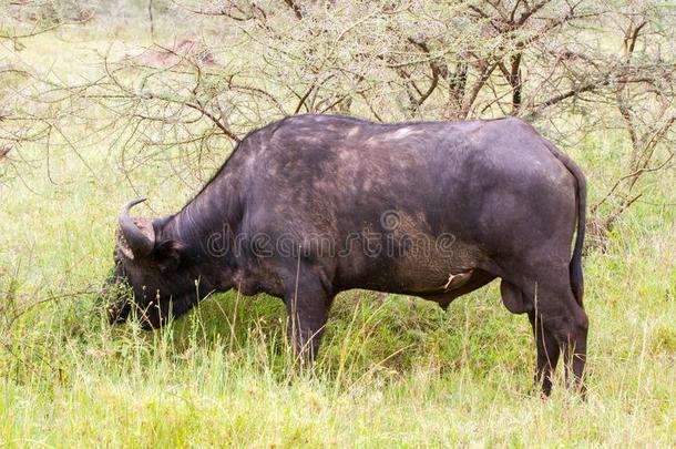 斗篷水牛和<strong>黄</strong>色的-安排<strong>黄嘴</strong>牛椋鸟采用SerengetiPlainsofTanzania坦桑尼亚的塞伦盖蒂平原国家的爸