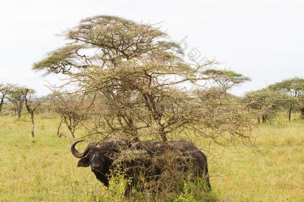 斗篷水牛和<strong>黄</strong>色的-安排<strong>黄嘴</strong>牛椋鸟采用SerengetiPlainsofTanzania坦桑尼亚的塞伦盖蒂平原国家的爸