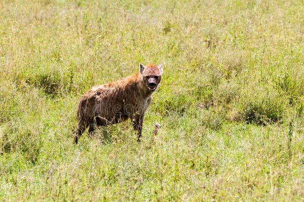有斑点的鬣狗克罗卡塔克罗卡塔采用SerengetiPlainsof坦桑尼亚坦桑尼亚的塞伦盖蒂平原生态系统,坦桑尼亚
