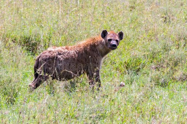 有斑点的鬣狗克罗卡塔克罗卡塔采用SerengetiPlainsof坦桑尼亚坦桑尼亚的塞伦盖蒂平原生态系统,坦桑尼亚
