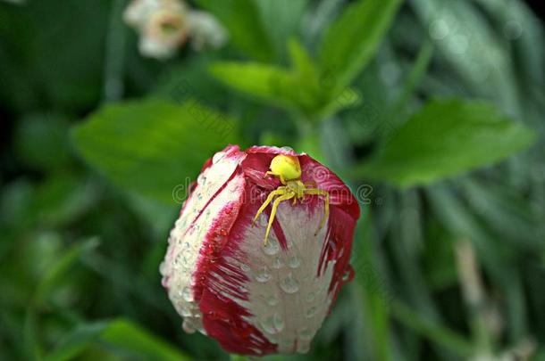 湿的红色的-白色的郁金香和黄色的蜘蛛
