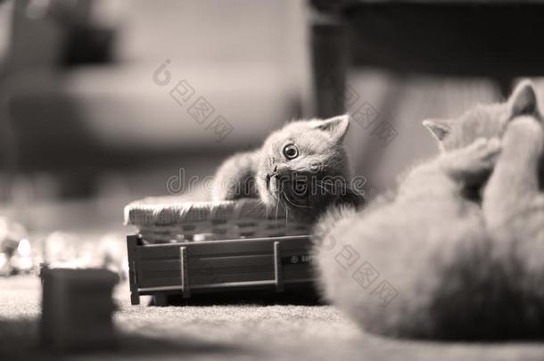 漂亮的小猫不列颠的短毛猫和玩具