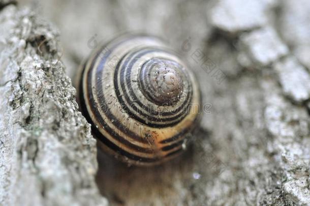 白色的-有嘴的<strong>蜗牛</strong>或花园有带的<strong>蜗牛蜗牛</strong>属h或tensis