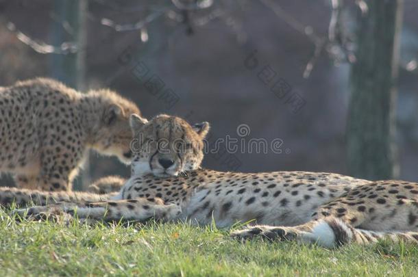 非洲猎豹幼小的兽产卵数托格特和他们的家庭.指已提到的人非洲猎豹是（be的三单形式英语字母表的第11个字母