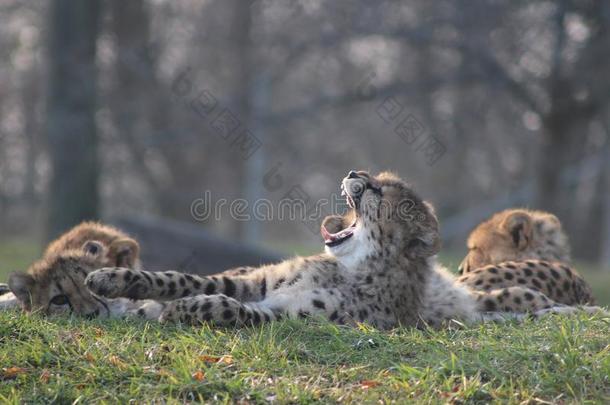 非洲猎豹幼小的兽产卵数托格特和他们的家庭.指已提到的人非洲猎豹是（be的三单形式英语字母表的第11个字母
