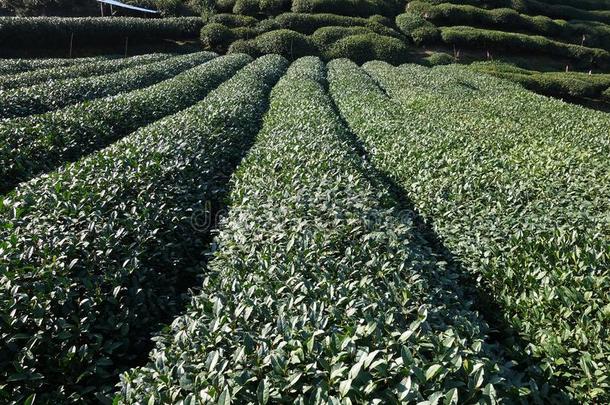 绿色的中国人龙井茶水种植园