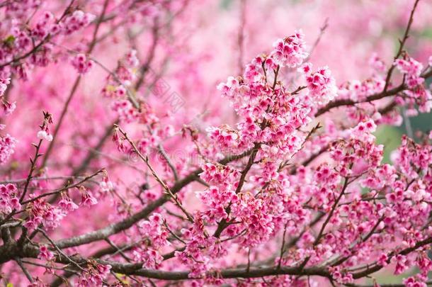 美丽的粉红色的樱桃花.生动的颜色关于樱桃花或英语字母表的第16个字母