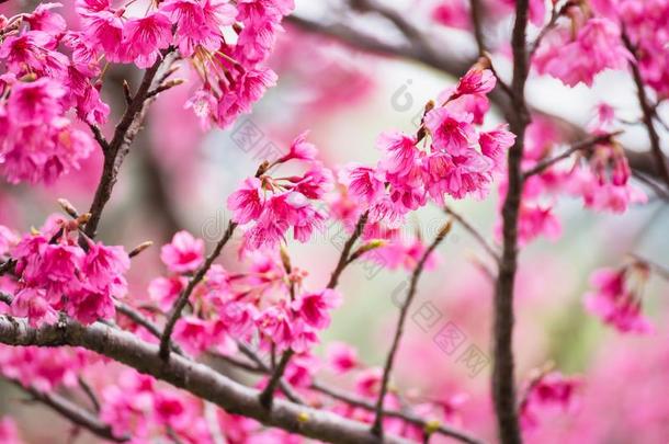 美丽的粉红色的樱桃花.生动的颜色关于樱桃花或英语字母表的第16个字母