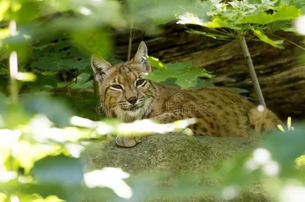 斯堪的纳维亚的<strong>猞猁</strong>,<strong>猞猁猞猁猞猁</strong>,采用指已提到的人森林居所