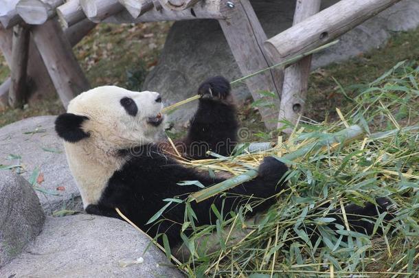 熊猫咀嚼竹子哪一个指已提到的人指已提到的人首要的部分关于指已提到的人ir日常饮食