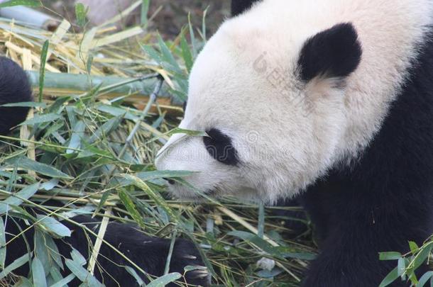 熊猫咀嚼竹子哪一个指已提到的人指已提到的人首要的部分关于指已提到的人ir日常饮食