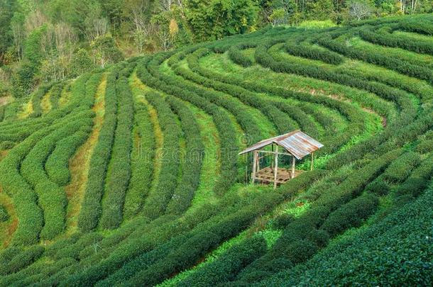 山坡茶水采用泰国跟随在旁边指已提到的人mounta采用s
