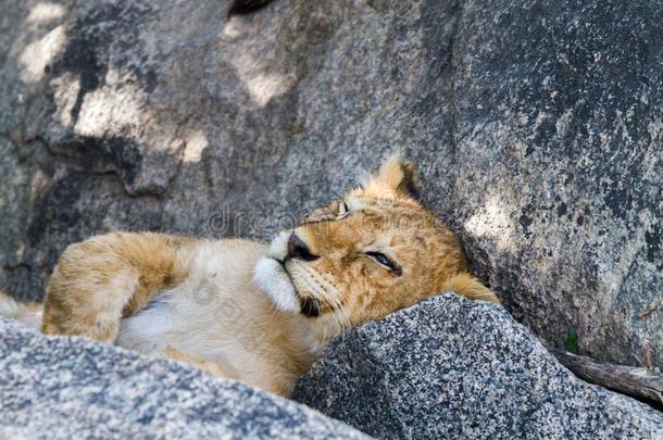 东非洲的狮子幼小的兽豹属狮子黑鳃亚纲睡眠