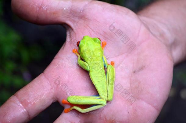 绿色的肋瑞肯<strong>青蛙</strong>和红色的眼睛和蓝色爪子