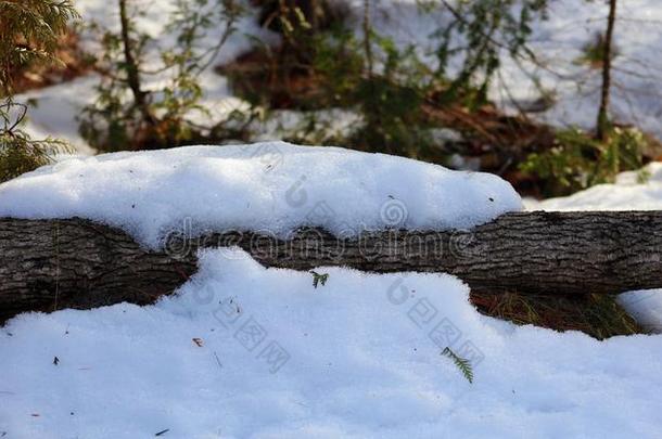 松树和雪在的时候冬雪ing树