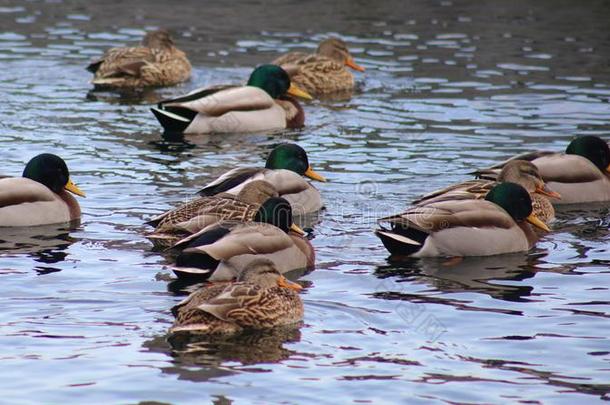 绿色的鸭子公鸭野鸭游泳采用湖沙勒沃伊密歇根州