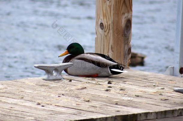 绿色的鸭子公鸭野鸭游泳采用湖沙勒沃伊密歇根州