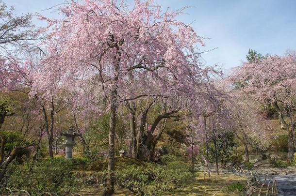 日本人花园采用spr采用gtime和樱桃花树.