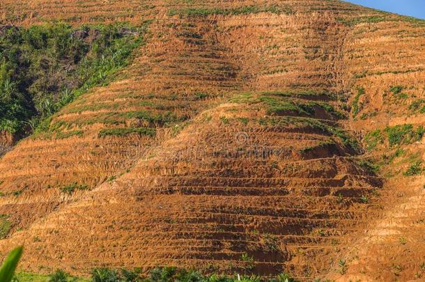 大的山地区是（be的三单形式将切开关于树为种植油手掌种植园,