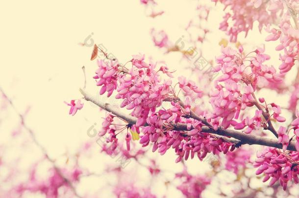 背景关于春季粉红色的樱<strong>桃花树</strong>.精心选择的集中.