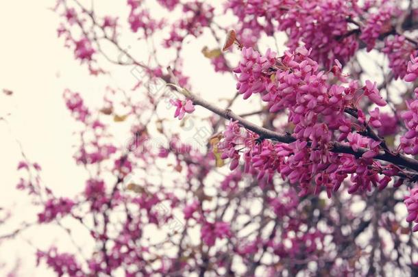 背景关于春季粉红色的樱<strong>桃花树</strong>.精心选择的集中.