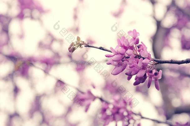 背景关于春季粉红色的樱桃花树.精心选择的集中.