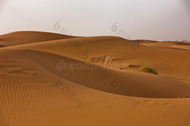 沙沙丘采用尔格切比在日出,撒哈拉沙漠沙漠,摩洛哥羊皮革