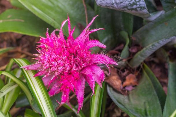粉红色的凤梨科植物,附生凤梨法西亚塔花
