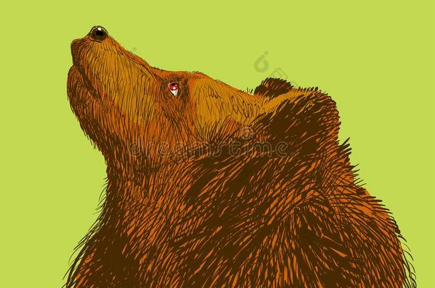 棕色的熊.熊上端.野生的熊.棕色的熊上端.