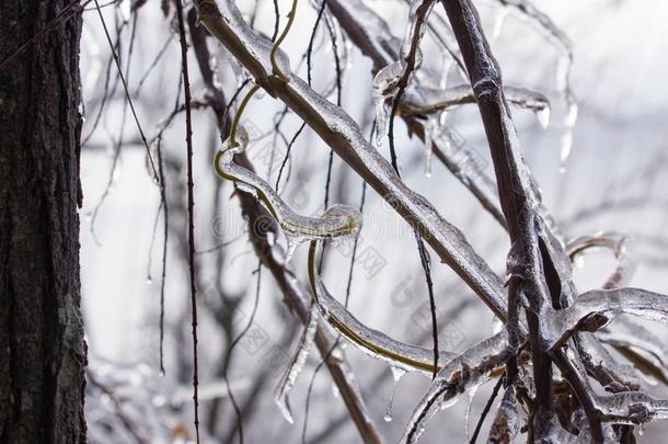 冷冻的树向冰暴风雨