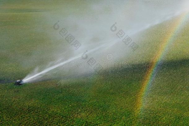 高尔夫球草地洒水器和彩虹