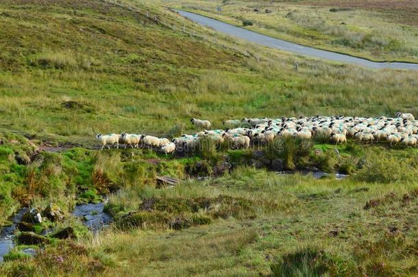 一田关于羊放牧采用岛关于匐犬