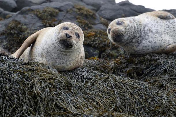 值得崇拜的海豹产卵数向束关于海草