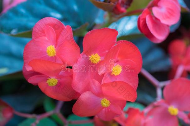 秋海棠属的植物花<strong>粉色</strong>颜色和黄色的花粉.