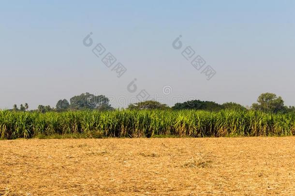 生长的绿色的甘蔗和前景指已提到的人收割甘蔗.