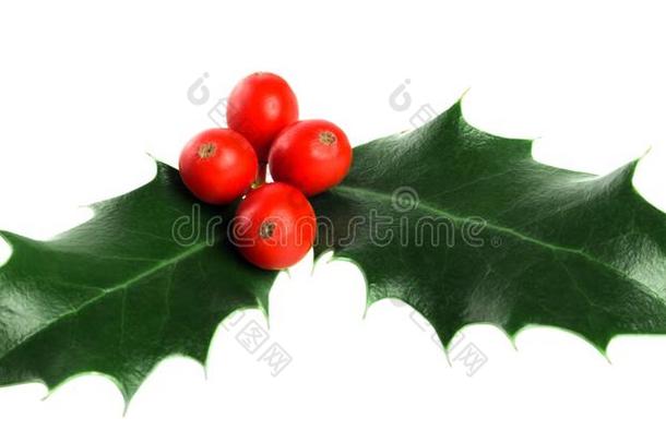 <strong>漂亮的冬青</strong>树叶和浆果,圣诞节