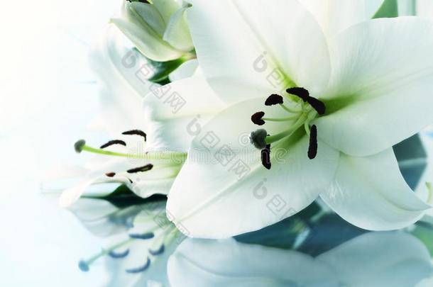白色的百合花花,特写镜头看法关于百合花.白色的百合花花,流