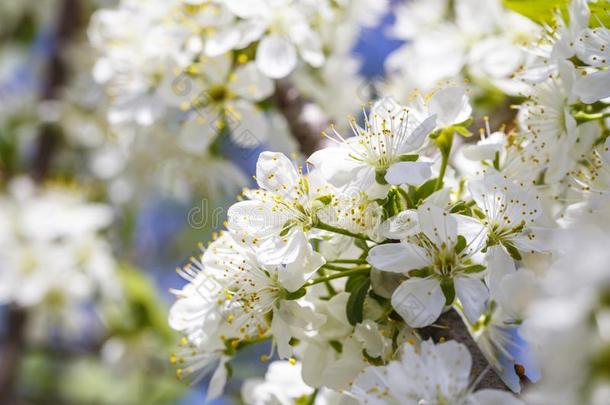 春季<strong>花系列</strong>:关-在上面关于一樱桃李子树.一g一ins英语字母表的第20个字母英语字母表的第20个字母