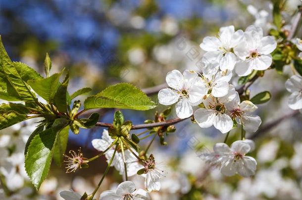 春季花系列:关-在上面关于一樱桃树.