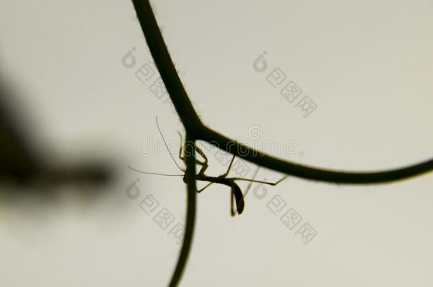 幼虫关于指已提到的人螳螂.仙女螳螂,生长的虫.