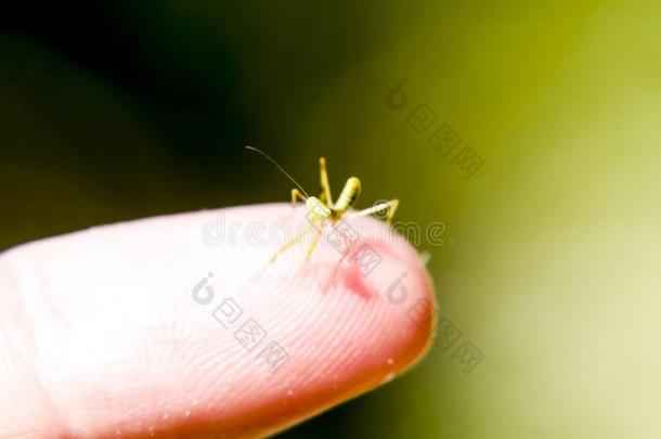 幼虫关于指已提到的人螳螂.仙女螳螂,生长的虫.