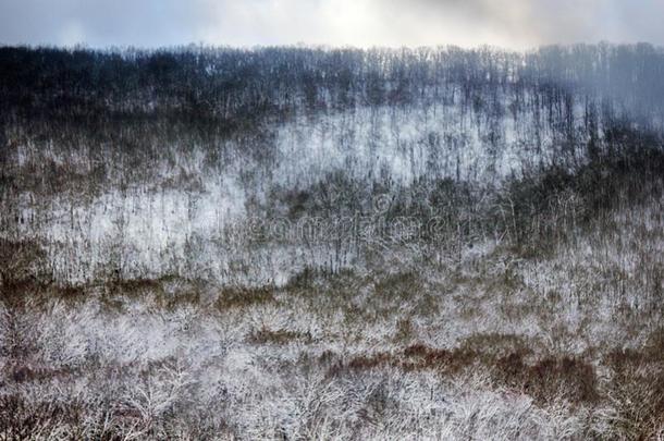 亚热带的每年落叶的森林在的时候寒冷的天气和下雪