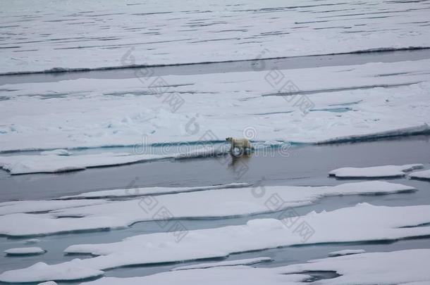 极地的熊进行进入中指已提到的人广阔的区域关于指已提到的人北极的洋