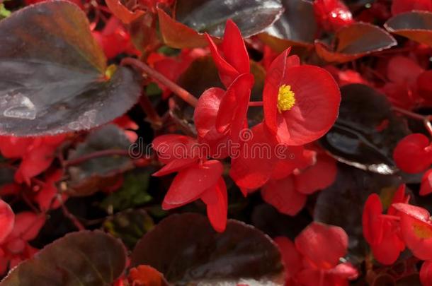 红色的发光的秋海棠属的植物