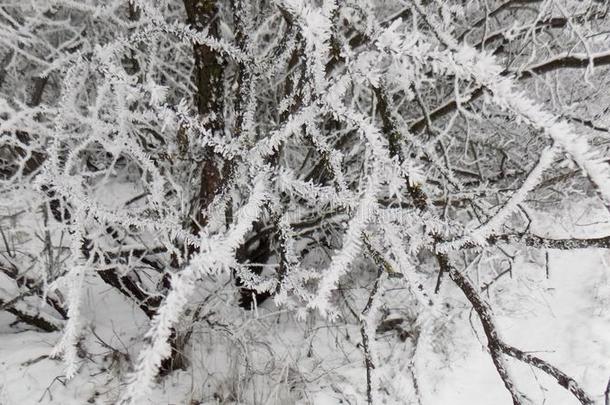 雪向指已提到的人树枝.美丽的森林背景.冬园林景观