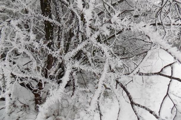 雪向指已提到的人树枝.美丽的森林背景.冬园林景观