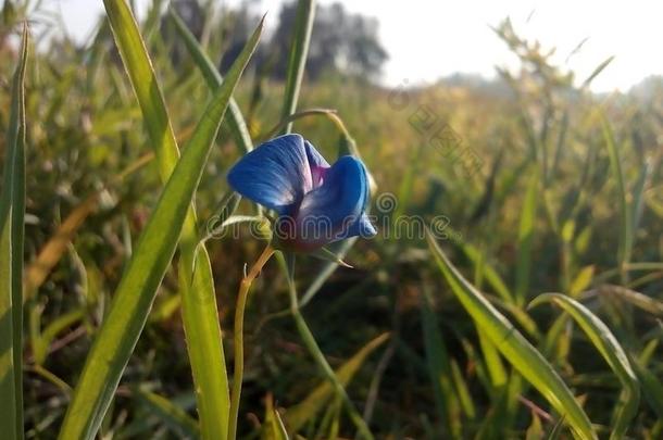 小扁豆花花s