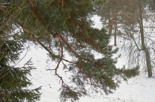 冷杉树枝绞死向一下雪的me一dow