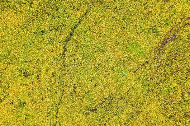 空气的照片关于黄色的宇宙花和走道