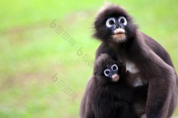 叶子猴是（be的三单形式用母乳喂养婴儿精心选择的集中